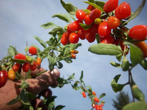 The Health Benefits of Goji Berries